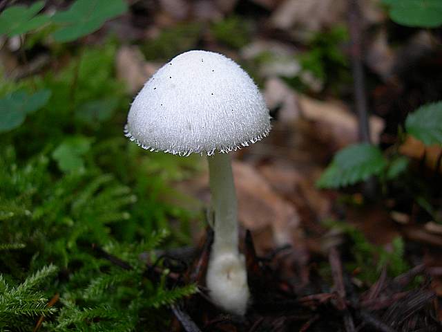 I  Funghi della collina pianeggiante